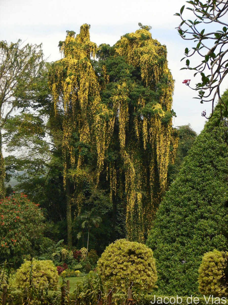 Dolichandra unguis-cati (L.) L.G.Lohmann